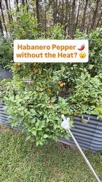Habanero Peppers without the Heat? #gardening #growyourownfood #vegetablegarden #peppers