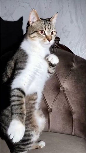 Fights Without Rules 😼 AI Cat Battles | Epic Cat Fight Animation