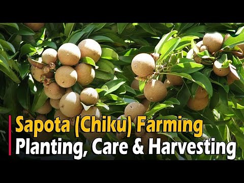 Sapota (Chiku) Farming | How To Grow Sapodilla from Seed | Sapota Cultivation in India