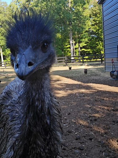 Kevin is out here supervising yet again today. #EmuKevin #bird #dinosaur #helper #supervisor