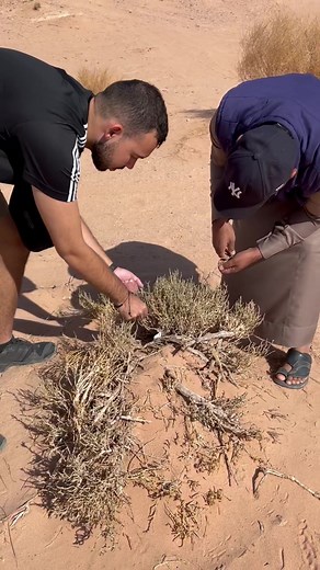 Desert Gardening Tips: How to Care for Plants