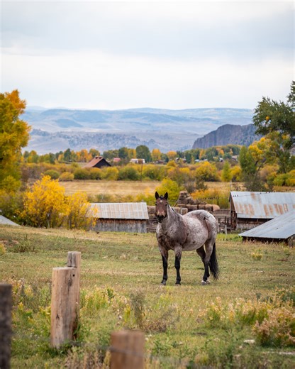 222K views · 16K reactions | The west still feels wild here in the Gunnison Valley! And this fall has shown off everything we love about our western towns from cattle drives and horses; ranches and backroads; and wide open beauty between our mountain peaks. Whether you've experienced it from the road, on our trails and rivers, or even just through our lens, we're glad you're here! | Gunnison Crested Butte | Facebook