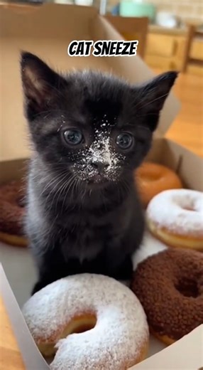 cat sneeze #funny #catfunny