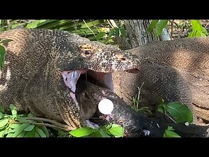 Funny Komodo Dragon Forcefully Swallows Goat's Head Until It Strangles His Choke