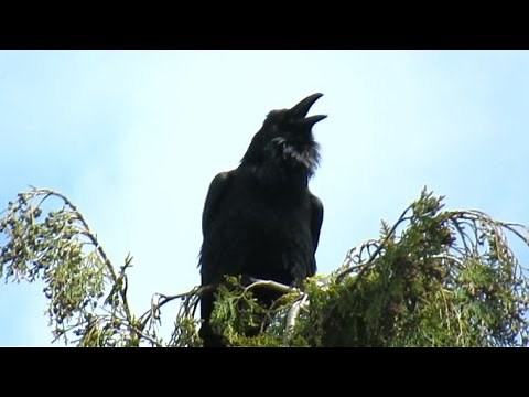 Raven Sounds Calling to its Babies