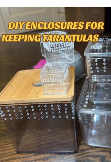 DIY Enclosures for Tarantulas: Creative and Cost-Effective