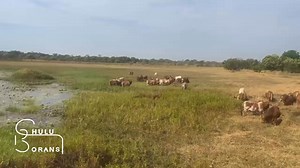 2023 Chulu Bulls 💪 Some sale bulls are in this group. • • • #ChuluBulls #BullPower #QualityGenetics #GoBoran #GoChuluBorans #CattleFarmingZambia #Boran #Cattle | Chulu Borans