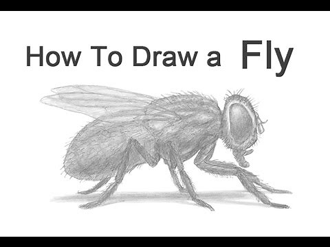 How to Draw a Fly (Housefly)