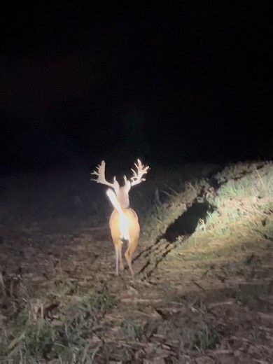 Big wide 200 plus inch buck #whitetailbuck #whitetaildeer #deer_R#hunting #deerhunting #archery