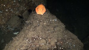 🐟 Dive into the depths of the ocean with the pink frogmouth! Meet the pink frogmouth, also known as the "Chaunax!” Despite its awkward appearance, the frogmouth possesses a unique way of swimming. Rather than propelling itself with its fins like most fish, this deep-sea fish uses its pectoral fins to "walk" along the seabed! This particular pink frogmouth was spotted during Oceana's expedition to the Canary Islands in 2014 to document the waters around the island of El Hierro, map the seamounts