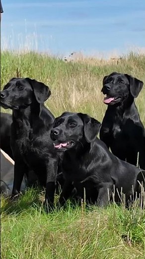 Focus Labrador Retriever Gundog Workingdog #dog