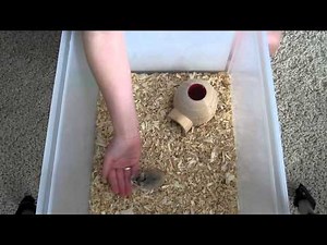 How to Tame your Hamster : Steps 1-3