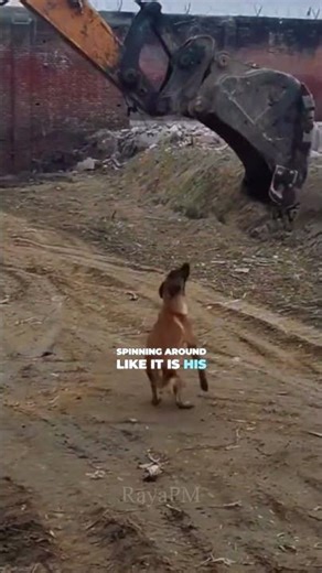 This Dog Thinks an Excavator Is a Rollercoaster 😂🐶 #shorts