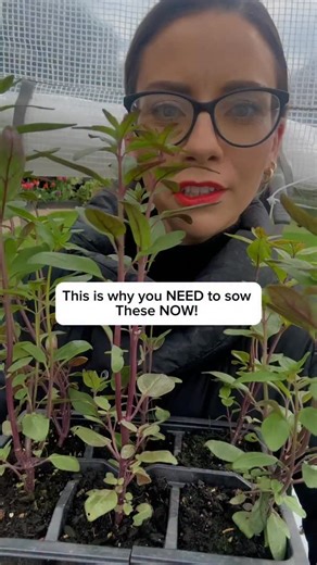 Grow these NOW… You are NOT too late to be sowing snapdragons and you will be grateful come spring when they are ready to be planted out! I always sow mine in September when there is more light so they grow a bit quicker but you can still sow them now. This video shows you the size difference compared to spring sowing! 🙌🏼 🌷Comment below if you’d like any of my links sent to you 😘 MEMBERSHIP- Sign Up To My ‘Gardening Monthly Membership’ COURSE - Buy my ‘Beginner Gardener Course’ PEST - Link t