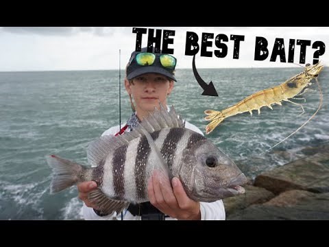 How to catch tons of Sheepshead at the Jetties (Port Aransas Jetty fishing)