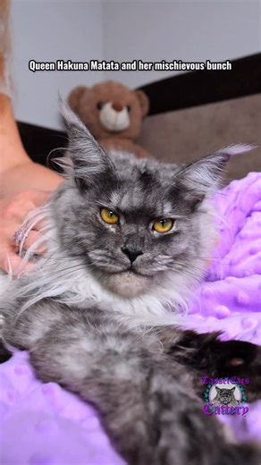 18K views · 4.8K reactions | Speakers from birth)). Hakuna Matata and her bunch! #cats_of_instagram #meow #cutekittens #cats_of_world #mainecoon | Tassel Ears Maine Coon Cattery | Facebook