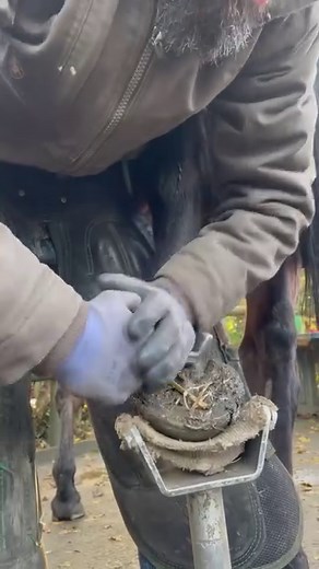 A shoe removal, hoof clean and then hoof prep ready for trimming. This guy is a bit stiff hence using the hoof jack as that gives him something to stand on. Loving my Ariat Work Rebar coat. It’s kept me warm and dry for over a year now! Check out Atlantic Equine Ltd to get yours. | Harry Spinks Farrier Ltd
