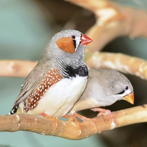 The Differences Between Male & Female Finches - Cuteness