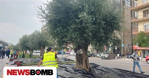 Θεσσαλονίκη: Ξεκίνησε η συγκομιδή των ελιών από τα δέντρα του Δήμου – Δείτε βίντεο