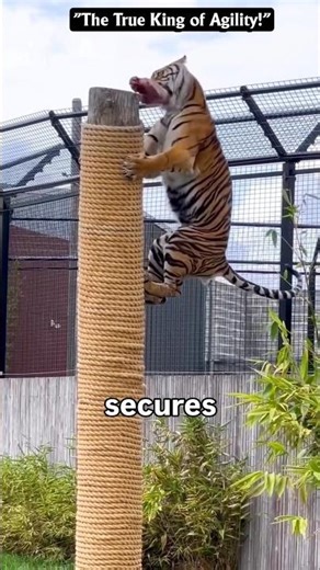 You Won't Believe How High This Tiger Can Jump! 😱🔥#usa #TigerJump #WildlifeAction #Nature