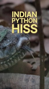 1K views · 33 reactions | Angry Python K̶i̶s̶s̶i̶n̶g̶ Hissing me #python #tigerreserve #junglesafari #wildlife | Unwildindia | Facebook