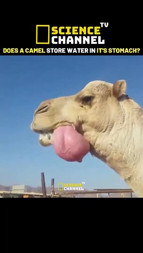 Science Tv Channel on TikTok