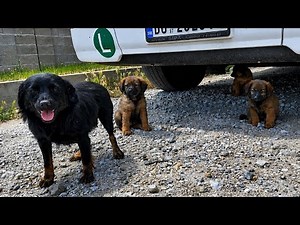 Abandoned mama and her puppies found shelter under a truck | Dog Rescue Shelter