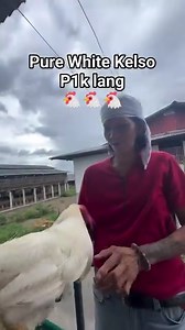 Pure White Kelso P1,000 lang.😅 | Top Breeders