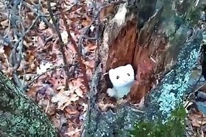 Ermine in a tree. | Thehotgames