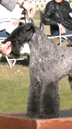 Some describe Terrier personalities as "eager for a spirited argument." 🎥: https://bit.ly/4bEYNaj | American Kennel Club