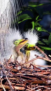 So amazing baby birds. | Nature And Wildlife