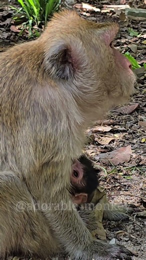The most beautiful and adorable baby monkey in the world.( #monkey ) ( #10 ).