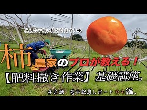 【肥料撒き講座】”いちご屋”でもある柿農家の肥料の撒き方｜田舎の筋トレ｜農家の1日。