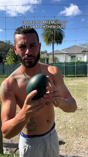 Emu Eggs Hatching Countdown Begins