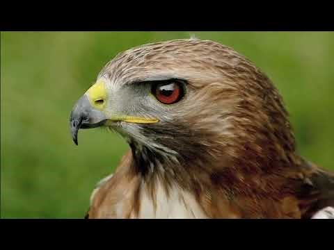 David Hallyday - Ma Dernière Lettre (Clip Officiel)