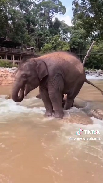 Cute Baby Elephant Videos That Will Melt Your Heart