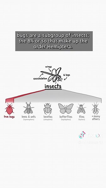 We refer to a lot of small creepy crawlies as 'bugs', but what even is a bug? It's (of course) more complicated than we thought. #bug #insect