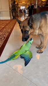 . “German Shepherd vs Drama Parrot — The Most Unexpected Hotel Fight!” 🦜🐶🏨 THE MOST HILARIOUS 5-STAR HOTEL VIDEO EVER! A luxury hotel lobby suddenly turns into a full comedy show when a German Shepherd gently grabs a green parrot by the leg… And the parrot IMMEDIATELY starts screaming like a drama king: “Let me go! Did I eat your food? I am married to a superstar’s daughter! You can’t treat me like this!” 🤣🔥 Guests in the hotel can’t stop laughing — and neither will you. 📱 Recorded on a sh