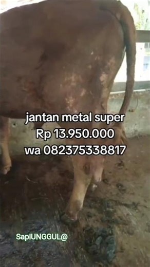 sapi unggul jantan metal super#limosin #sapi #unggul #peternak sapi #limosin