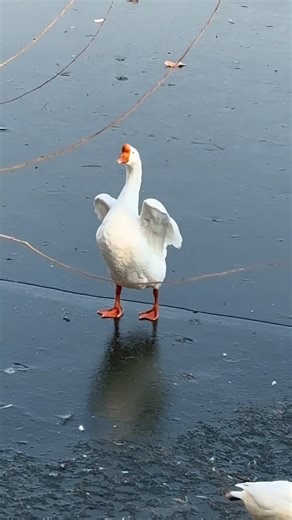 4.8K views · 95 reactions | The movements in Tchaikovsky’s Swan Lake may be real: In northern China’s Tianjin Municipality, a netizen photographed a goose "performing" on the ice surface. The goose raised its goose feet as if dancing on the ice. #goose #swanlake #dancing #ballet #performance #icy #snowday #wintervibes #WildChina (Video courtesy of Douyin 103094745) | CGTN China24 | Facebook