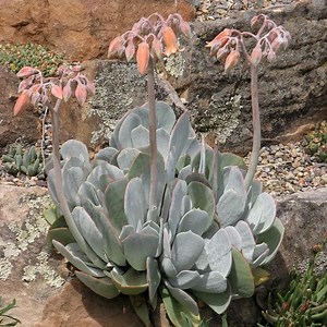 Red Edged Pig's Ear, Cotyledon orbiculata | High Country Gardens