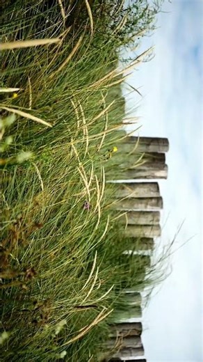 AMELAND 🇳🇱 ISLAND