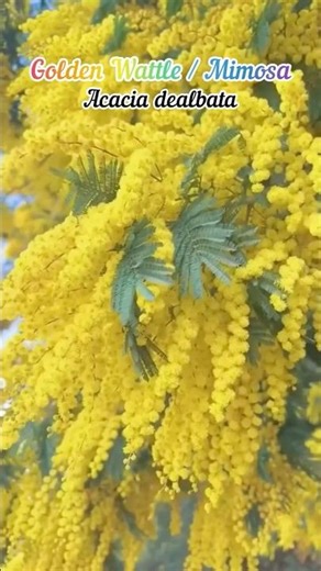 Different Types of Flowers and Their Names | Educational Flower Guide