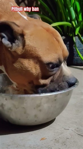 Pitbull ban in usa but breeded by usa #bulldog #iran #pets #quotes #labrador #germanshepherd