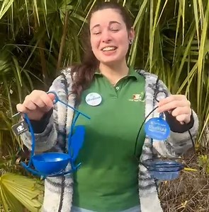 Ask us how to attract bluebirds to your yard! #birds #birdfeeding #birdfeedingtips | Wild Birds Unlimited