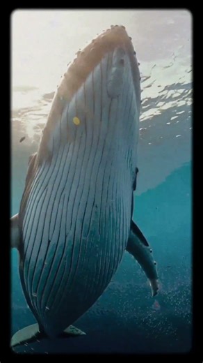 The Largest Animal Ever to Exist — The Blue Whale.