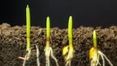 Corn grows from the earth, time lapse video 4K resolution clip. One...