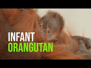Sarah The Orangutan Gives Birth to Healthy Baby at ABQ Biopark