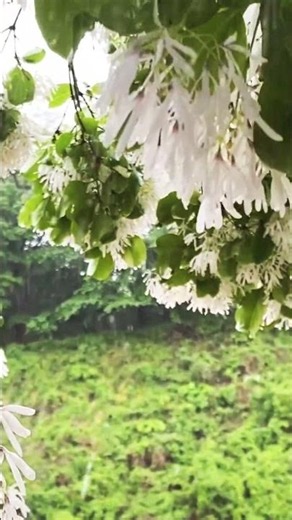 ☔💦 이팝꽃 핀 공원에 폭우 쏟아져 스트레스 해소되는 힐링 빗소리 ASMR #shorts #rain