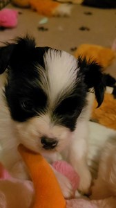 3.7K views · 21 reactions | #puppylove #papillon #puppies #puppytherapy puppyth | Soul Sisters | Facebook